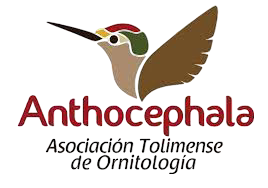 ANTHOCEPHALA