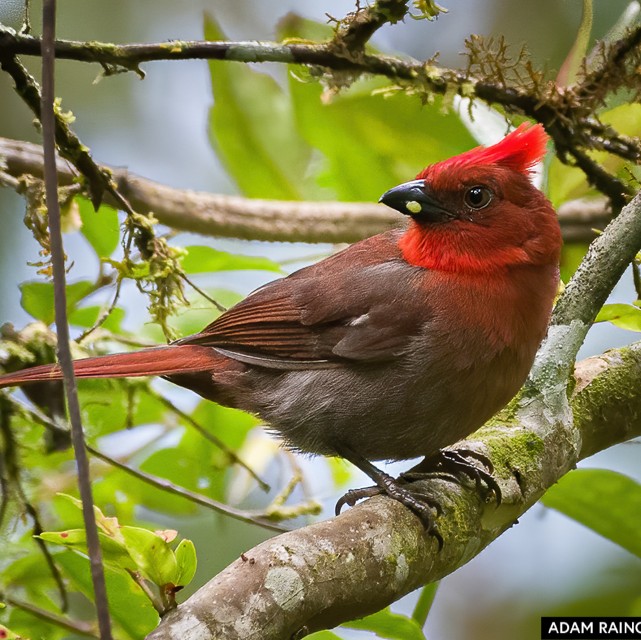 Crested Ant Tanager Fincas Verdes San Antonio Tolima Colombia